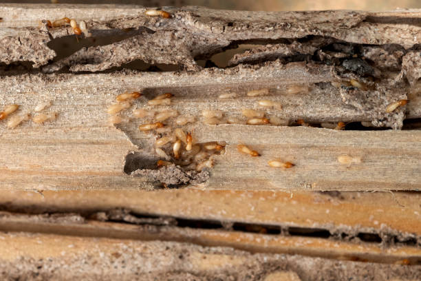 Best Pest Prevention Services  in Loxley, AL